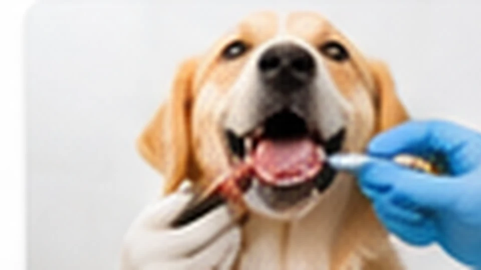 Stomatologie veterinară